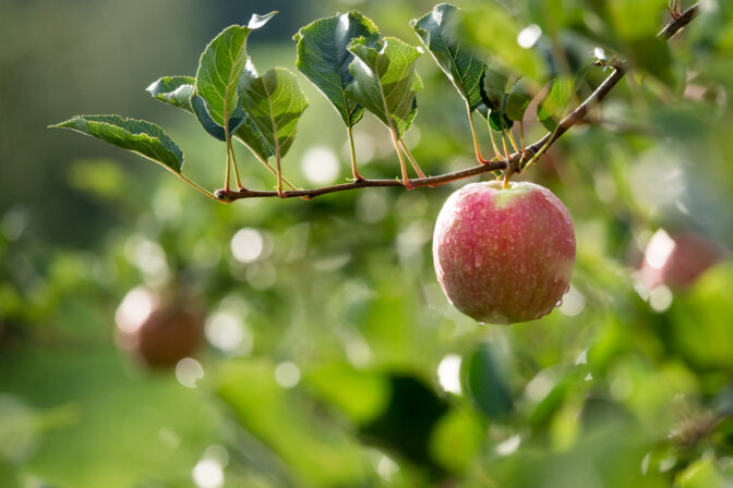 Apfel