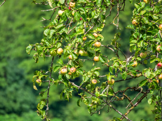 Apfel, Steuobst, Äpfel