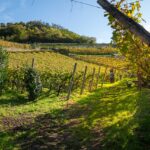 Herbst, Weinwanderweg, Weinwanderweg Rebe, autumn, autunno