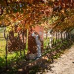 Herbst, Weinwanderweg, Weinwanderweg Rebe, autumn, autunno