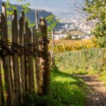 Herbst, Weinwanderweg, Weinwanderweg Rebe, autumn, autunno