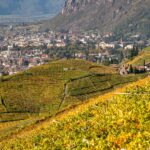 Bolzano, Bozen, Herbst, Landeshauptstadt Südtirol, St. Magdalena, Weinwanderweg, Weinwanderweg Rebe, autumn, autunno