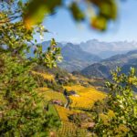 Herbst, Weinwanderweg, Weinwanderweg Rebe, autumn, autunno