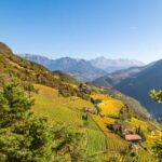 Catinaccio, Herbst, Rosengarten, Rosengartengruppe, Weinberg, Weinberge, Weinwanderweg, Weinwanderweg Rebe, autumn, autunno, vigna, vigneto, vineyard