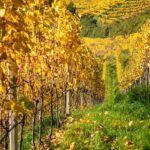 Herbst, Weinberg, Weinberge, Weinwanderweg, Weinwanderweg Rebe, autumn, autunno, vigna, vigneto, vineyard